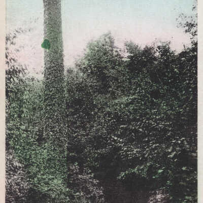 Colorized road covered in greenery: White border card. Published by Jackson, Chicago, 1909