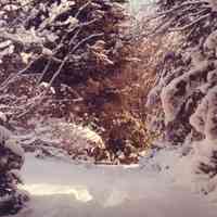          Scan10524.JPG 280; Sample image from Mann's tan photo album
   