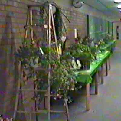 5. 1995 Douglas Garden Club Garden Show and awards, "Artistry in Bloom": Saugatuck High School