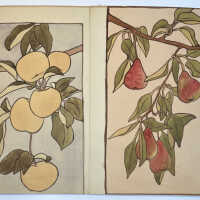 Celia Gamble botanical studies