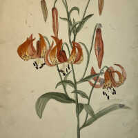          Celia Gamble botanical studies picture number 3
   