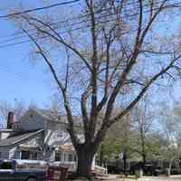          311 WATER ST.; WHO PLANTED THIS TREE? -submitted by Chris Yoder Feb. 2009

How many trees are there in town for which it can be said 