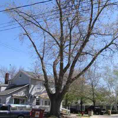 311 WATER ST.: WHO PLANTED THIS TREE? -submitted by Chris Yoder Feb. 2009

How many trees are there in town for which it can be said "so-and-so planted this tree". Perhaps in private yards, people may know who planted a tree 10, 20 or 30 years ago. But what about a tree which has been growing at curbside on Water Street in Saugatuck for over 100 years?

Thanks to Stanley Mather of St. Joe, Michigan, we know that about 1907, his father Dan Willard Mather, dug up a sapling on the side of Mount Baldy, came down the hill and rowed back across the river to plant it in front of what had been his grandfather's feed store (now the Boardwalk Cafe at 311 Water St.).

Dan W.'s grandfather Dan (1817-1905) arrived in Saugatuck on Apr. 12, 1884 on the steamer Taylor, and that same day made his first sale from the feed store of 100 pounds of oil meal to Joseph P. Shea. Dan was an active member of the Congregational Church and served for many years as Saugatuck Village Clerk.

The Mathers are direct descendants of the Rev. Richard Mather (1596-1669) of Massachusetts who came to this country in 1638. Thru the marriage of Dan Mather (1817-1905) and Anna Cushman (1819-1901), a Mayflower descendant, Stanley is now a member of the General Society of Mayflower descendants.

Although the Mather family moved from Saugatuck many years ago, they still make an annual visit to decorate the four generations of graves in the family plot at Riverside Cemetery and to "check on Dad's tree."
Source: http://sdhistoricalsociety.net/research/SDHSWeb/Stories/WHO-PLANTED-THIS-TREE.htm

[Tree was cut down prior to 2017. See organization profile for 311 Water street for larger photos of the tree and property.]