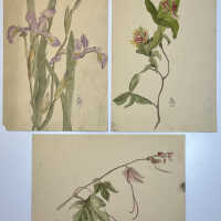          Celia Gamble botanical studies picture number 4
   