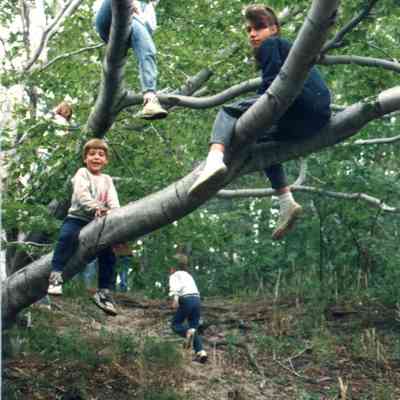 oldharbortree.jpg 341KB