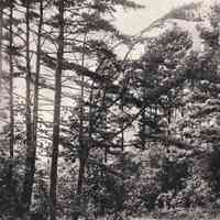          PD_0034.JPG 1.7MB; Cathedral of Pines, Camp Oak Openings, Saugatuck, Mich. 64018-nr
   