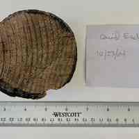          Wooden bung or stopper, partially painted black, top view.; Post-it note in bag with bung reads 