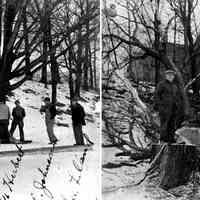          Hoffman_St_tree_cutting.jpg 711KB
   