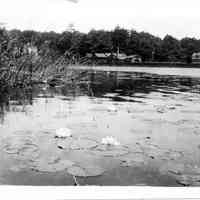          nature004.jpg 221KB; Waldorf Castoria
   