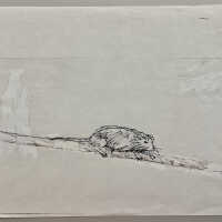 Rat