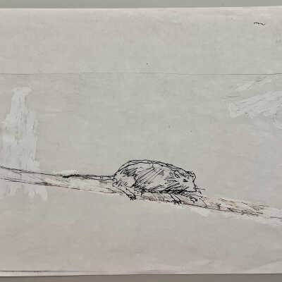 Rat