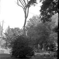 Dutch Elm disease 1961