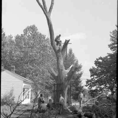 671_Dutch_elm_1961.jpg 2MB