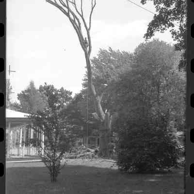 671a_Dutch_elm_1961.jpg 1.8MB