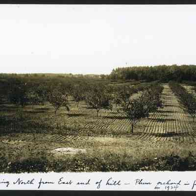 MRT_LookingNFrmEEndofHill-PlumOrchard-1924.JPG 518KB