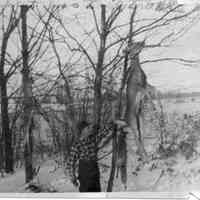          89-1-109_D_M._Herbert.jpg 320KB; Maurice Herbert by a deer and a fox handing in a tree on a snowy day
   