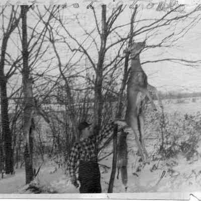 89-1-109_D_M._Herbert.jpg 320KB: Maurice Herbert by a deer and a fox handing in a tree on a snowy day