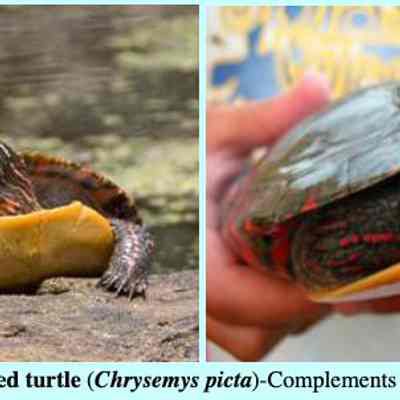 The painted turtle (Chrysemys picta)-Complements Wikipedia