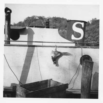 Pheasant hanging from a Sewers family fishing tug