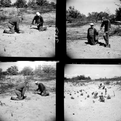 Hoffman dig 1958