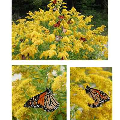 Nature shots 2003