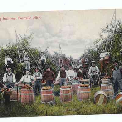 FruitHistoryd.jpg 1.1MB: Packing fruit near Fennville, Mich colorized postcard of men on ladders and standing beside barrels of apples.