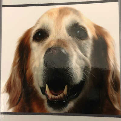Shioh Speaks- A Therapy Dog's Memoir of Unconditional Love