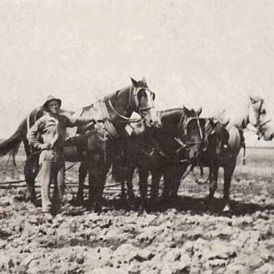 Charles McKinley Morris [1896-1986] harrowing crops on Asa W. Morris ranch in Yolo County, California