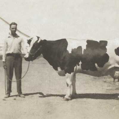 Albert Reese Hoge [1897-1979] with Champion Holstein cow Tilly Alcartra