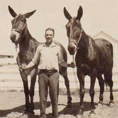 Albert Reese Hoge [1897-1979] with draft mules on Asa W. Morris Ranch
