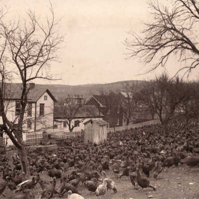 Illig Turkey Farm, above Bowlby Street, in Waynesburg
