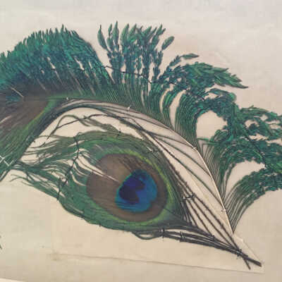 Peacock feather from Crow farm in Greene County, Pennsylvania