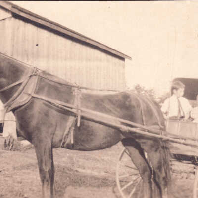Dinsmore brothers in buggy pulled by "Old Don"