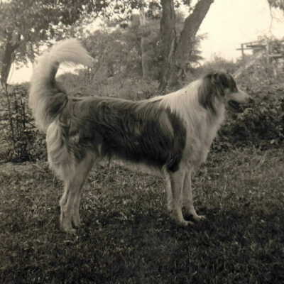 John Madison Livingood family dog - "Laddie"