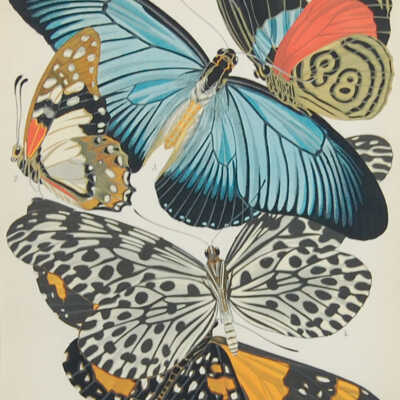 Butterfly Prints
from Papillons / Plate 11