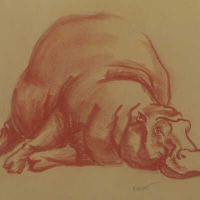 Hippopotamus