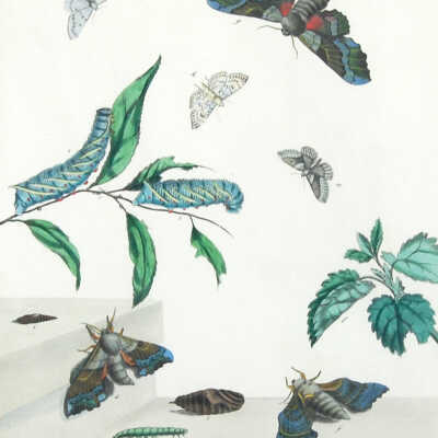 Butterflies and Moths, XXXIII