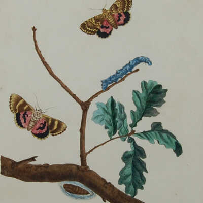 Butterflies and Moths, LXVIII