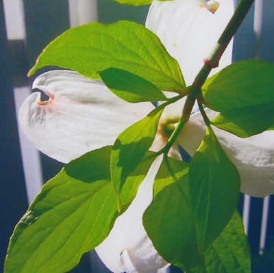Apple Blossom