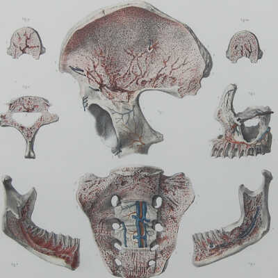 Doctor Bourgery's Complete Treaty of Anatomy with lithographed plates from nature by Nicolas Henri Jacob