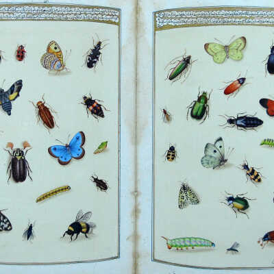 Butterflies and Bugs