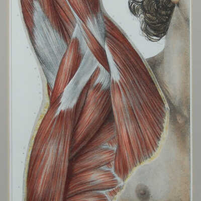 The Shoulder and Axilla, from Traite Complet de lAnatomie et de lHomme