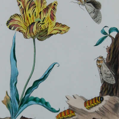 Butterflies and Moths, XXII