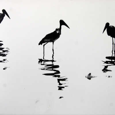Uganda - Maribou Storks in the Morning Mist