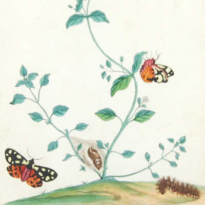 Butterflies and Moths, XXXVII