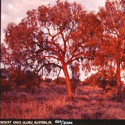 Desert Oaks, Uluru, Australia