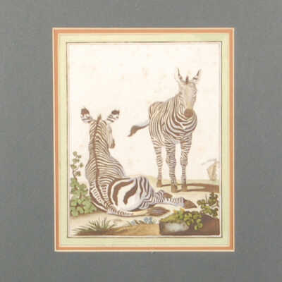 Zebras / Les animaux de Buffon