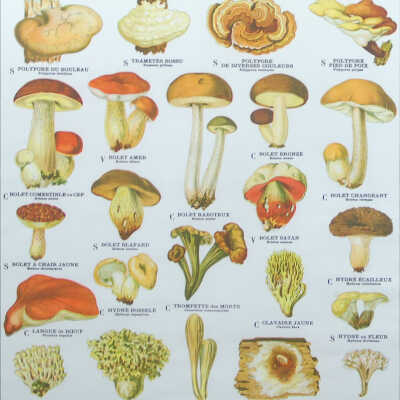 Champignons (53)