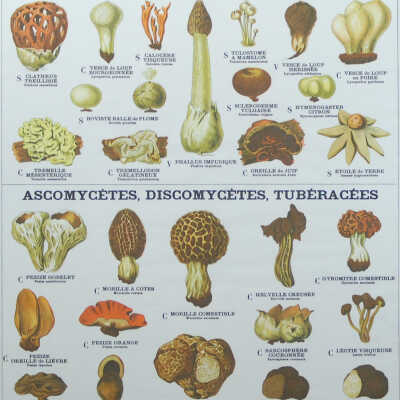 Champignons (53bis)