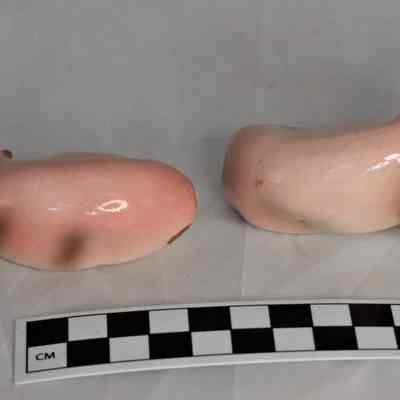 Back and size comparison of pig shakers.